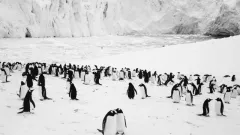 Rückkehr_Pinguine